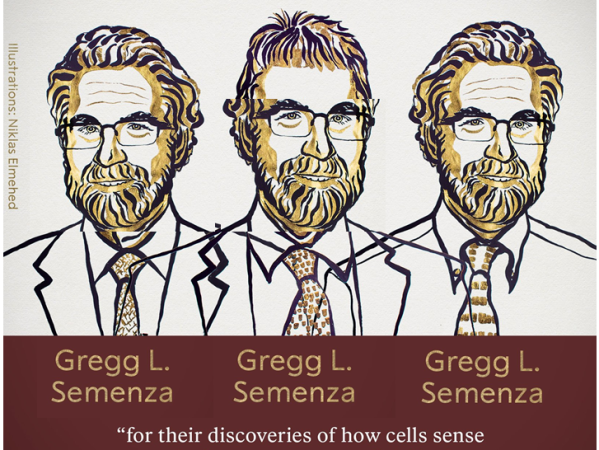 Gregg Semenza: real Nobel Prize and unreal research data